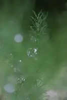 Blursbyai, Laiz Rosana: Aspa II