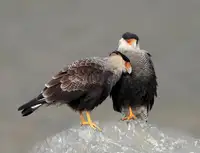 Su, Yuan: Jsi v pořádku ?