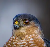 Haddix, Steven: Ostrý jestřáb