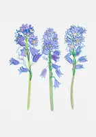 Botanical, Kata: Španělský zvonek nebo Hyacinthoides hispanica botanická ilustrace