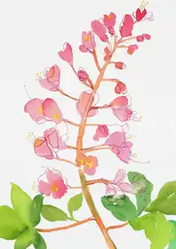 Botanical, Kata: Červený jírovec nebo Aesculus × carnea s akvarelem a inkoustem
