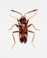 Botanical, Kata: Špína zbarvená semena nebo Rhyparochromus vulgaris