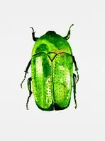 Botanical, Kata: Zelený červnový brouk neboli Cotinis nitida