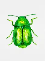 Botanical, Kata: Válcovitý list brouk nebo Cryptocephalus sericeus
