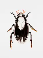 Botanical, Kata: Vodní mrchožrout neboli Hydrophilus aterrimus