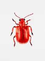 Botanical, Kata: Cibulák neboli Lilioceris merdigera