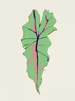 Gulina, Francesco: Alocasia Polly