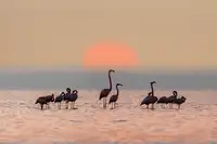 Qin, Feng: Krásné ráno!