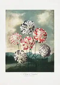 Thornton, John Robert: Skupina karafiátů z Chrámu Flóry (1807)