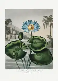 Thornton, John Robert: Modrý egyptský leknín z Chrámu Flóry (1807)