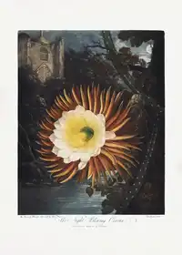 Thornton, John Robert: Noc foukající Cereus z Chrámu Flory (1807)