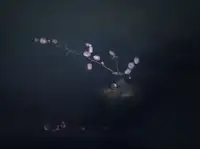 Zhong, John-Mei: 暗香疏影 Svůdná vůně