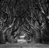 Grigorjeva, Eleonora: Černobílá fotografie Road through the Dark Hedges