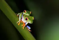 DB, YY: Peekaboo - Rosnička červenooká