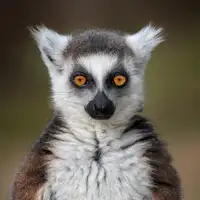 Guillemot, Mathilde: Maki Catta - Lemur catta