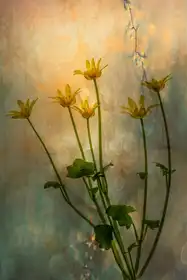 Lee, van Hilda: Frivolní žlutá