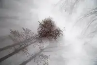 Racho: Srdce lesa