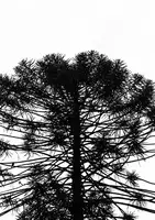 Clint, by Shot: Monkey Puzzle