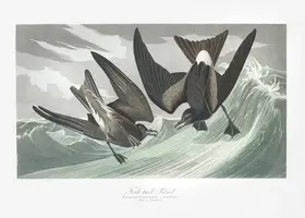Audubon, James John: Vidlochvost bouřlivák z Birds of America (1827)
