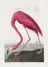 Audubon, James John: Růžový plameňák z Birds of America (1827)