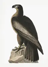 Audubon, James John: Velký americký orel mořský z Birds of America (1827)