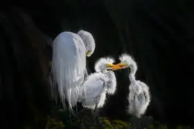 Yang, Jianping: Milující pouto Egret Chicks