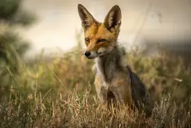 Margulies, Doron: Thiusandův yardový pohled