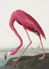 Audubon, James John: Růžový plameňák II z Birds of America (1827)