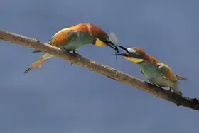 Chiodini, Massimo: Dárek