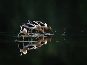 P., Ruiqing: Rodinná večeře