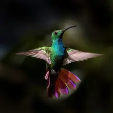 Zhang, Xiaohong: Mango se zelenými prsy