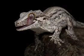 Afsheen, Kurit: Gargoyle gecko