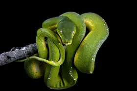Afsheen, Kurit: Chondropython viridis