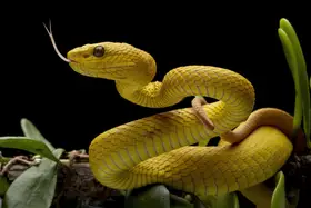 Afsheen, Kurit: Žlutá