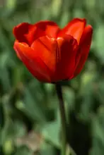 akyurt, engin: červený tulipán