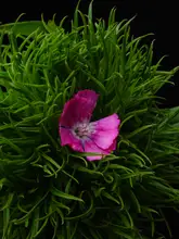 akyurt, engin: jarní květina