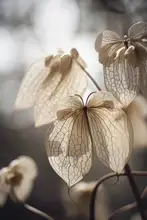 Treechild: Motýlí květina