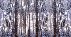 Fennell, Alyson: Panoramatické zimní borovice