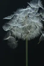 Fennell, Alyson: Salsify Seed Head