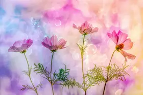 Lee, van Hilda: Veselá Cosmea