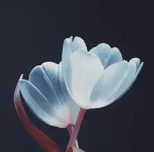 Paksoylu, Bilge: Milující pár Bílá Červená Dsc1915