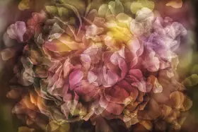 Shumilova, Ludmila: Metamorfóza