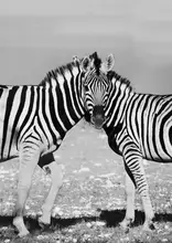 Tang, D. Lisa: Dvě zebry