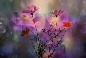 Lee, van Hilda: Cosmea