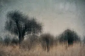 Linden, van Jan: Stromy Serengeti