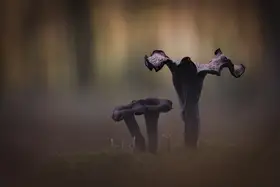 Uddin, Kutub: Roh hojnosti ( Craerllus Cornucopioides )