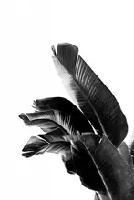 amini54: Rostlina Bird of Paradise Černobílá 01