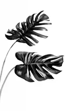 amini54: Monstera Black and White 04