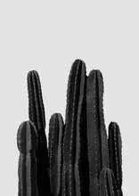 Studio, Orara: Kaktus Black & White