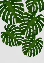 Studio, Orara: List Monstera I